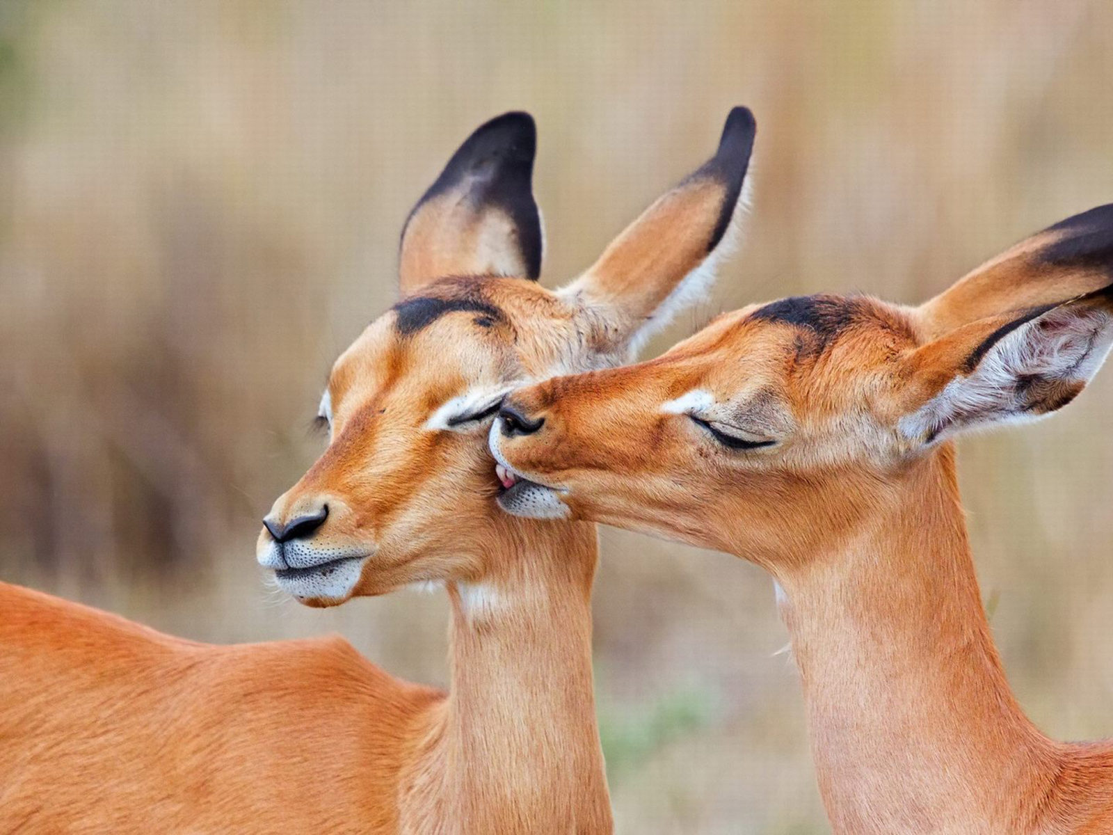Deer